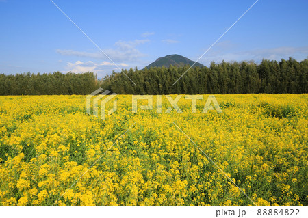 愛媛県大洲市 五郎の菜の花畑 愛媛県大洲市 五郎の菜の花畑 88884822