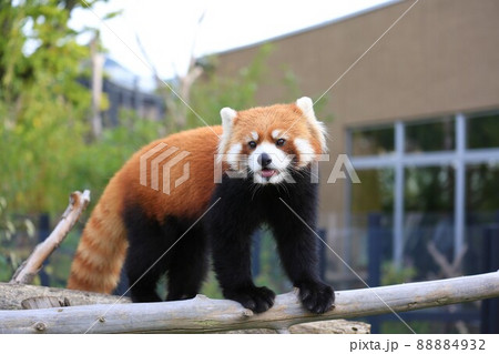 レッサーパンダ(札幌円山動物園) レッサーパンダ(札幌円山動物園) 88884932