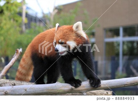 レッサーパンダ（札幌円山動物園） 88884933
