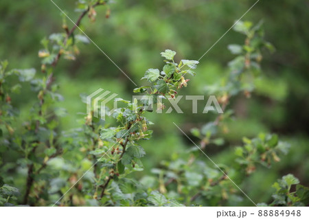 Spring garden background, blooming black currant. High quality photo 88884948