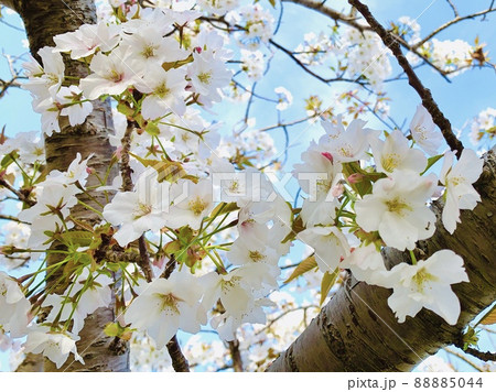 青空に映える満開の桜［吉良サンライズパーク/愛知県西尾市］ 88885044