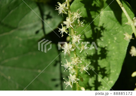 アカザカズラ 88885172