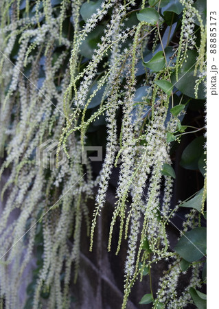 アカザカズラ 88885173