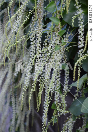 アカザカズラ 88885174