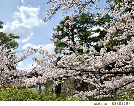 桜まつり［岡崎公園/愛知県岡崎市］ 88885197