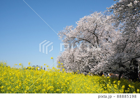 春　熊谷桜堤　桜 88885198