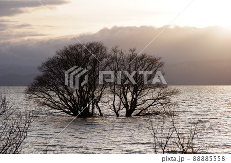 琵琶湖の水中木 88885558