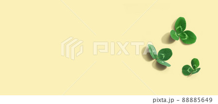 Clover leaves - St. Patricks Day Clover leaves - St. Patricks Day 88885649