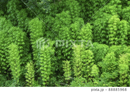 爽やか色の竹林 88885968