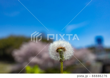 たんぽぽの綿毛　和歌山県橋本市 88886276