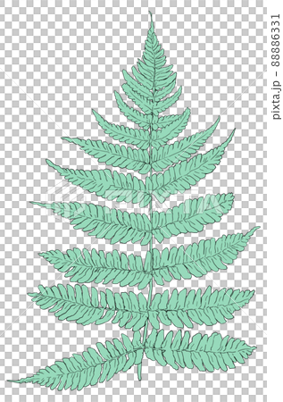 Fern illustration Fern illustration 88886331