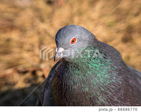 The head of a gray rock dove. Close-up.の写真素材 [88886770] - PIXTA