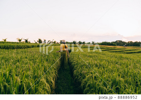 Unrecognizable female strolling in rice fields 88886952