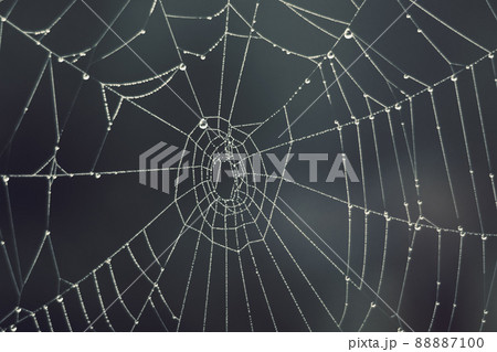 Cobweb - drops of morning dew on a spider web in fog Cobweb - drops of morning dew on a spider web in fog 88887100