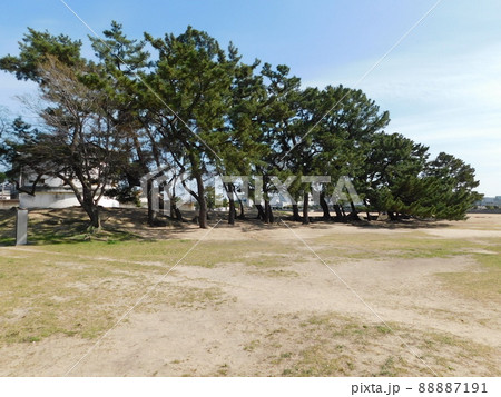 御前浜公園の松林(兵庫県西宮市で2022年4月撮影) 88887191