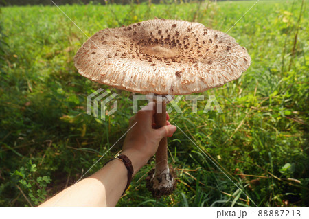 big mushroom in hand (Macrolepiota procera, the parasol mushroom) - mushroom with a large parasol held in hand big mushroom in hand (Macrolepiota procera, the parasol mushroom) - mushroom with a large parasol held in hand 88887213