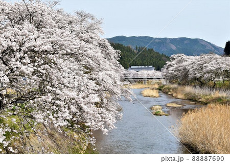 福島県古殿町・ふるどの桜街道 福島県古殿町・ふるどの桜街道 88887690