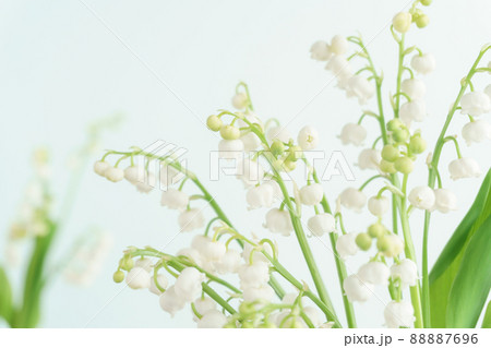 ブルー背景のすずらんの花 88887696