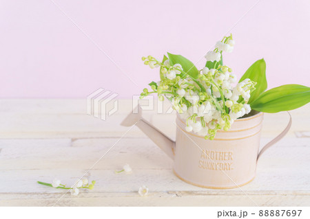 ピンクのジョーロ型のポットに入れられたすずらん ピンクのジョーロ型のポットに入れられたすずらん 88887697