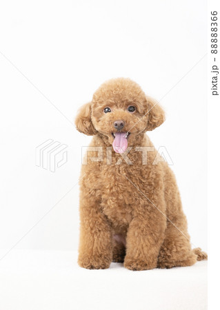 舌を出して微笑むトイ・プードル 舌を出して微笑むトイ・プードル 88888366