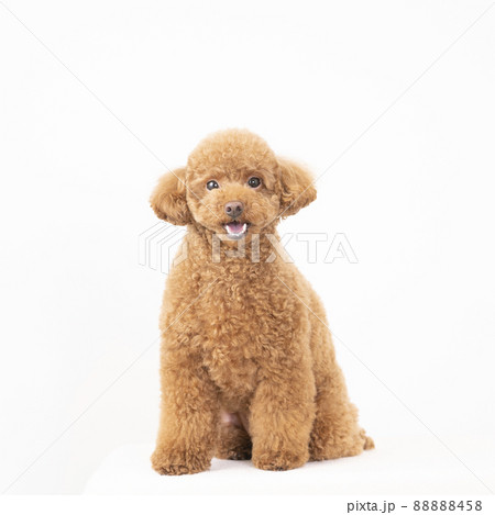微笑むトイ・プードル 微笑むトイ・プードル 88888458