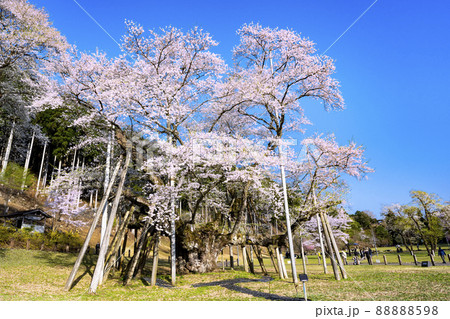 根尾谷淡墨桜 88888598