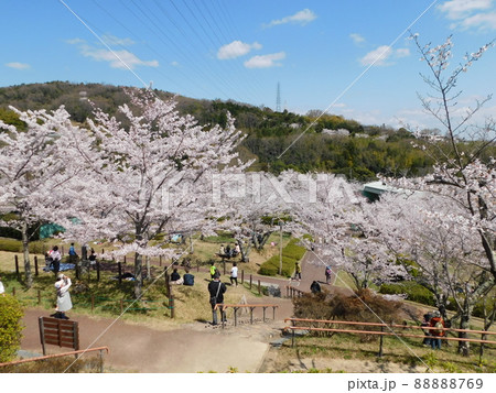 桜が咲く摂津峡公園(大阪府高槻市で2022年4月撮影) 88888769