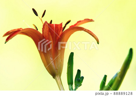 ニッコウキスゲ キスゲ デイリリー 88889128