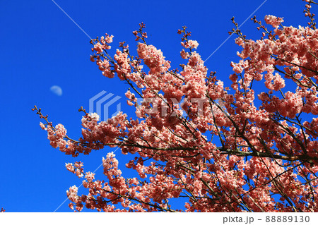 桜 さくら サクラ 88889130