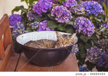 Tabby cat sleeping in a bowl on a wooden bench, surrounded by blue and purple hydrangea flowers Tabby cat sleeping in a bowl on a wooden bench, surrounded by blue and purple hydrangea flowers 88889484
