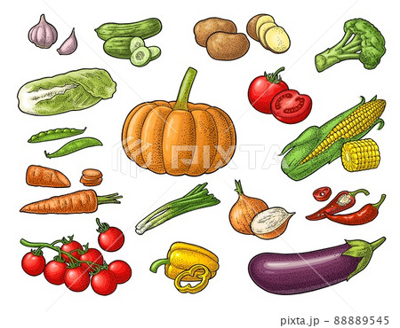 Set vegetables. Vector black vintage engraving illustration 88889545