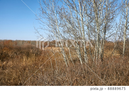 Dry autumn meadow and bushland 88889675