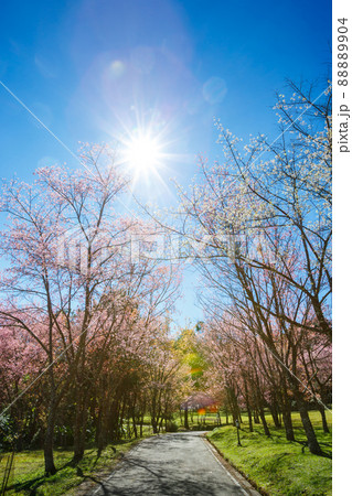 Spring Pink Cherry Blossom tree in sunny day with sun ray ,Sakura flower blooming in blue sky Spring Pink Cherry Blossom tree in sunny day with sun ray ,Sakura flower blooming in blue sky 88889904