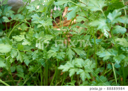 Fresh and organic parsley 88889984