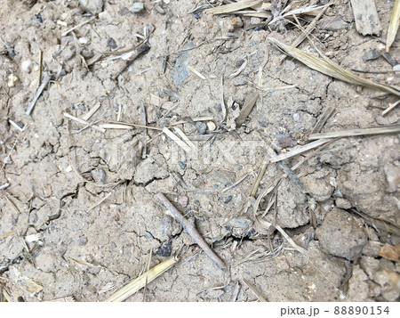 Cracked soil because of drought. 88890154