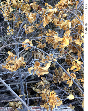 Dry leaves and nature background 88890155