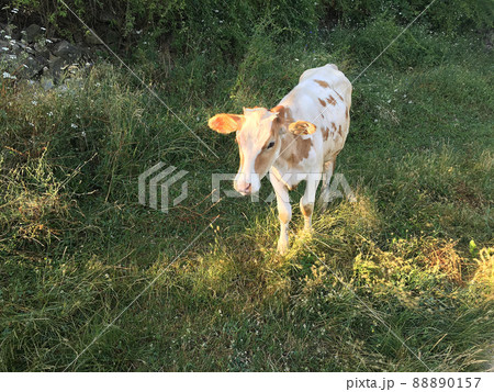Cow in green natural  field 88890157