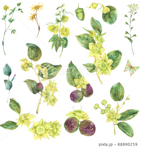 Watercolor summer set of yellow flowers. Botanical Sidr floral illustration, vintage natural collection isolated on white 88890259