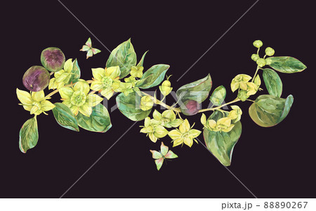 Watercolor summer yellow flowers. Botanical Sidr floral illustration, vintage greeting card isolated on black Watercolor summer yellow flowers. Botanical Sidr floral illustration, vintage greeting card isolated on black 88890267