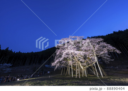 根尾谷淡墨桜 ライトアップ 根尾谷淡墨桜 ライトアップ 88890404