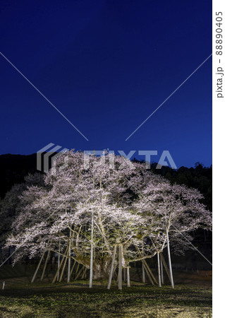 根尾谷淡墨桜　ライトアップ 88890405