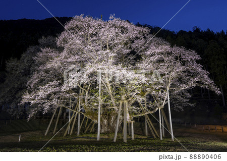 根尾谷淡墨桜　ライトアップ 88890406