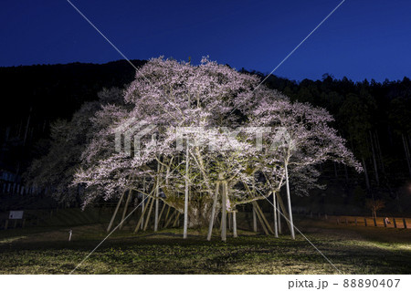 根尾谷淡墨桜　ライトアップ 88890407