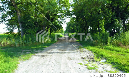 Beautiful dirt road between tall trees with green leaves on a sunny summer day Beautiful dirt road between tall trees with green leaves on a sunny summer day 88890496