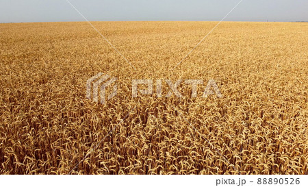 Wheat field. Aerial drone view. Wheat ears close up on sunny day. 88890526