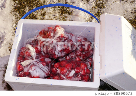 frozen strawberries ready for transporting in a thermally insulating foam box with handle frozen strawberries ready for transporting in a thermally insulating foam box with handle 88890672