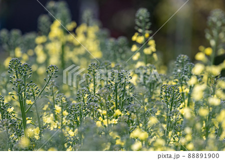 ブロッコリーの花 88891900
