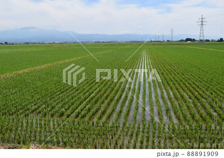 田園風景 日本有数の米どころ 山形県庄内 田園風景 日本有数の米どころ 山形県庄内 88891909