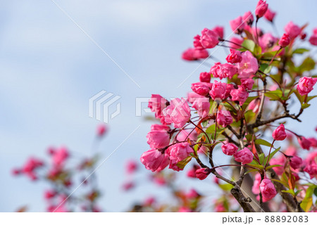 咲き始めたハナカイドウの花 咲き始めたハナカイドウの花 88892083