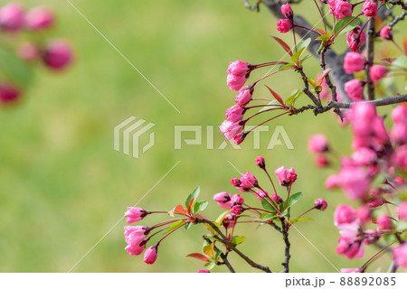 咲き始めたハナカイドウの花 咲き始めたハナカイドウの花 88892085